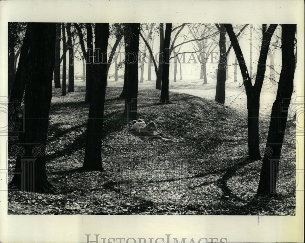 1981 Press Photo Indian summer sunlight blazing trees - RRW63121 - Historic Images