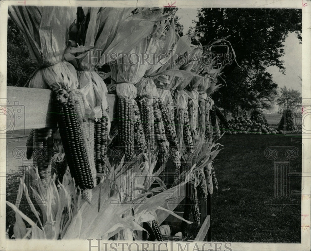 1965 Press Photo Autumn Pumpkins Corn - RRW63147 - Historic Images