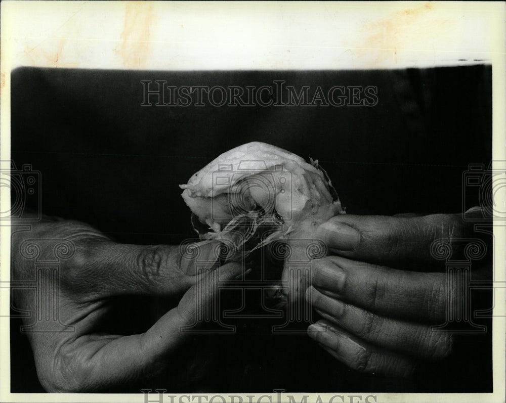 1977 Press Photo Shrimp Being Peeled and Deveined - RRW63753 - Historic Images