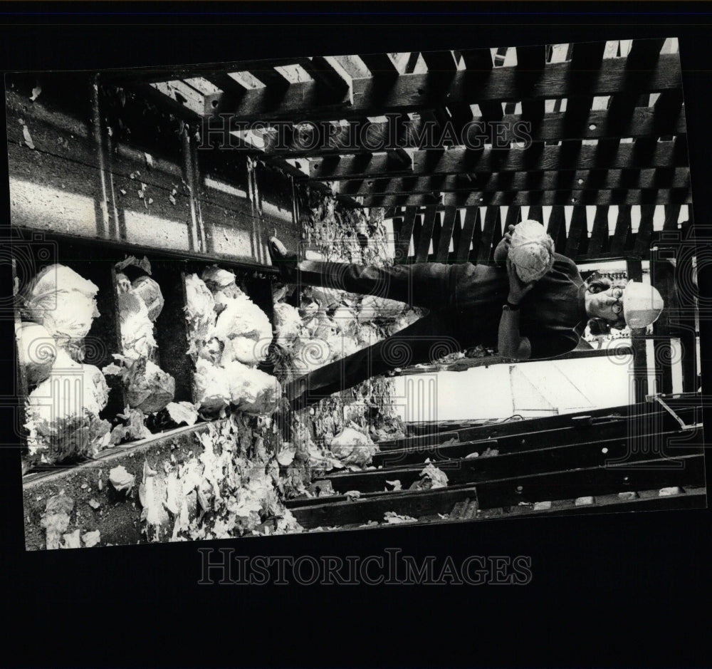1977 Press Photo Yvonne Squire Sauerkraut plant - RRW63901 - Historic Images