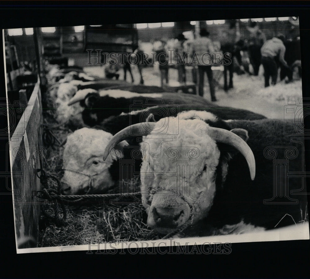 1973 Press Photo Cows - RRW63979 - Historic Images