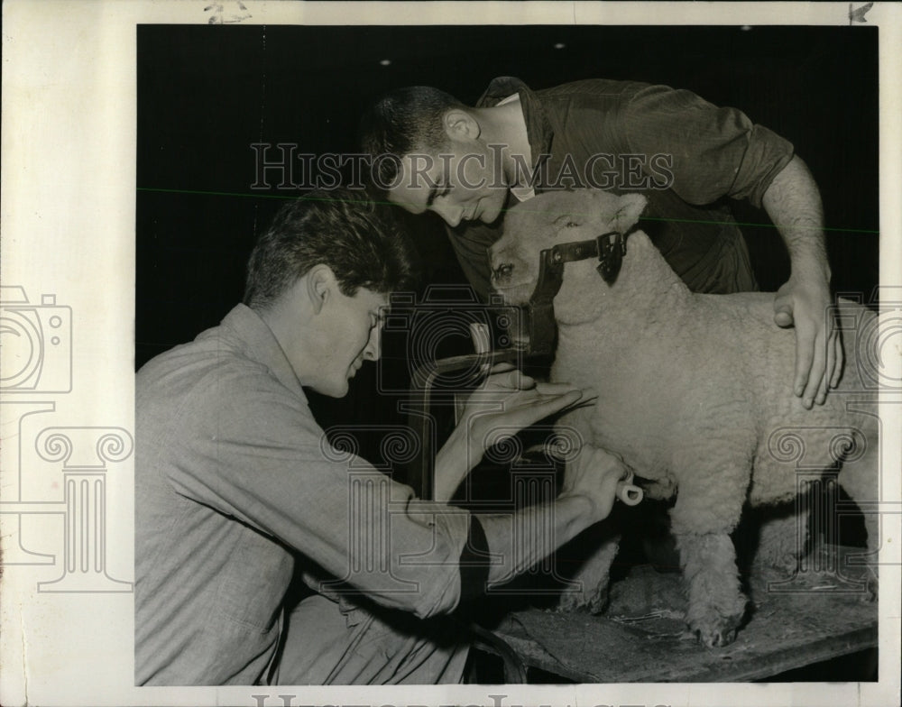 1960 Press Photo Southdown Lamb Inter Live Stock Expo - RRW63989 - Historic Images