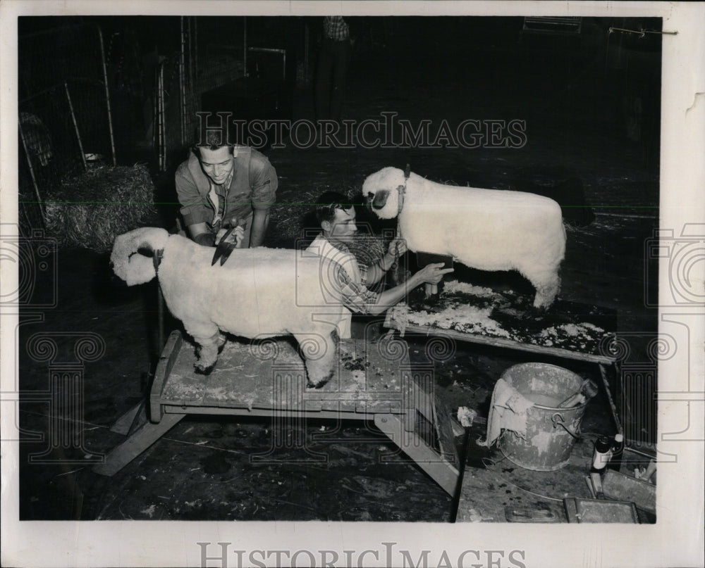 1960 Press Photo men with lambs at Int&#39;l Livestock Expo - RRW63993 - Historic Images