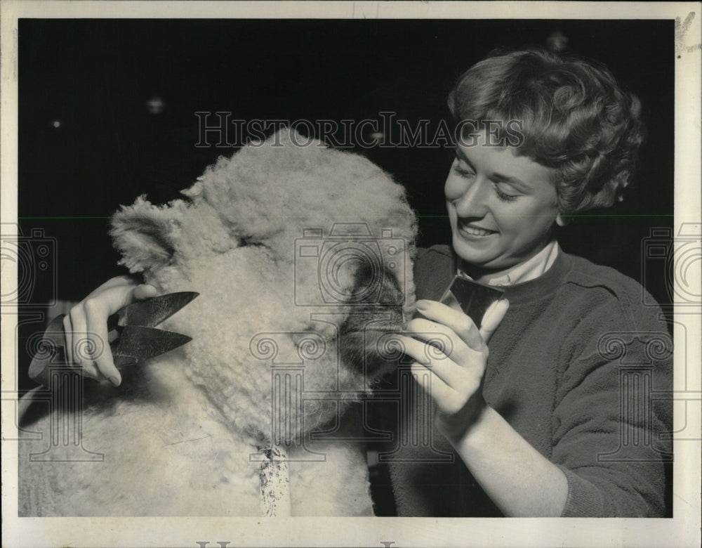 1959 Press Photo An Oxford Ewe Trained By Ann Gustafson - RRW63995 - Historic Images