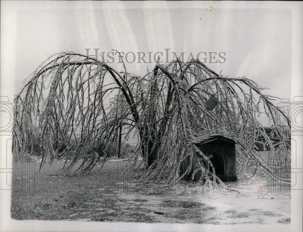 1965 Press Photo Chicago Snow Tree - RRW64273 - Historic Images