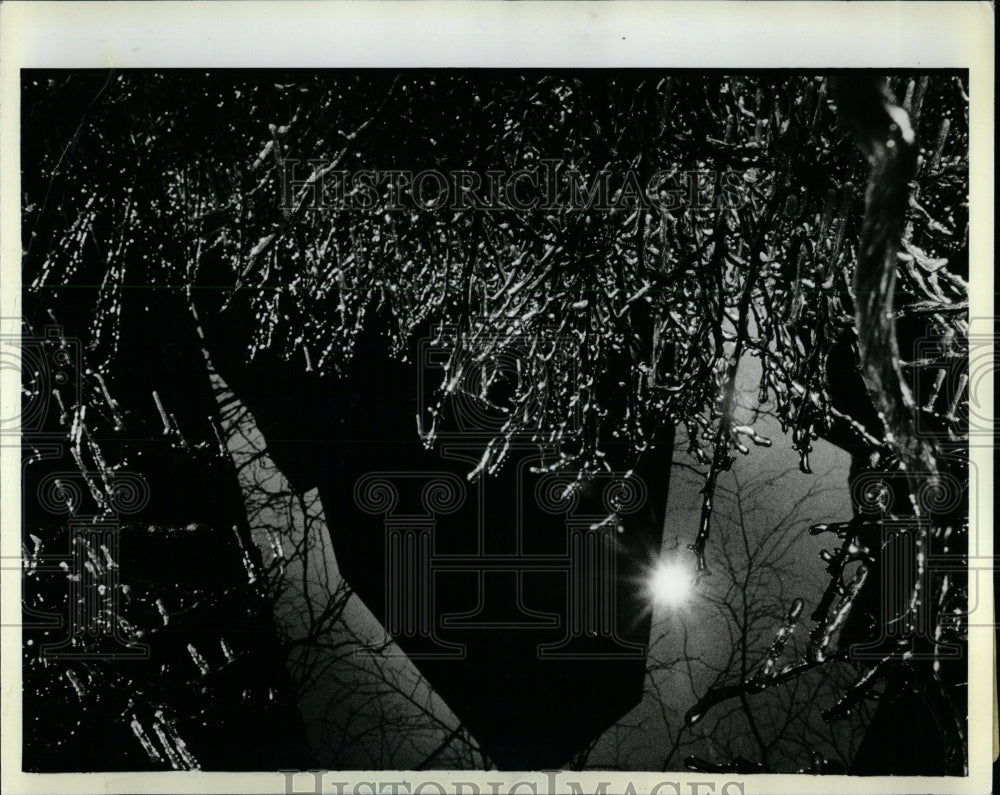 1983 Press Photo Sun Sparkles Icy Bushes Daley Center - RRW64369 - Historic Images