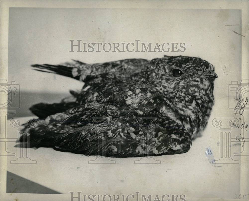 1936 Press Photo Young Nighthawks Birds - RRW67827 - Historic Images