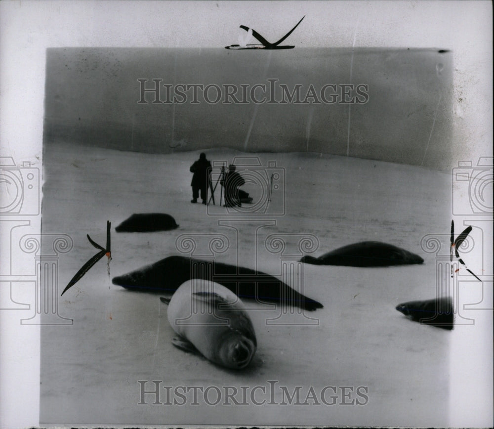 1955 Press Photo Seals roll Ice Expeditions Antarctic - RRW67941 - Historic Images