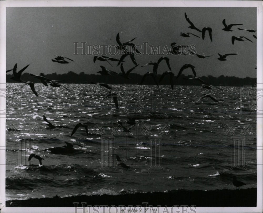 1962 Press Photo Michigan Parks Metropolitan McGarrigle - RRW68067 - Historic Images