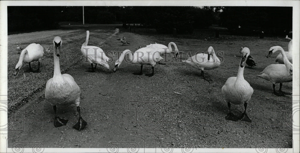 1981 Press Photo Swans in Traverse City MI - RRW69273 - Historic Images