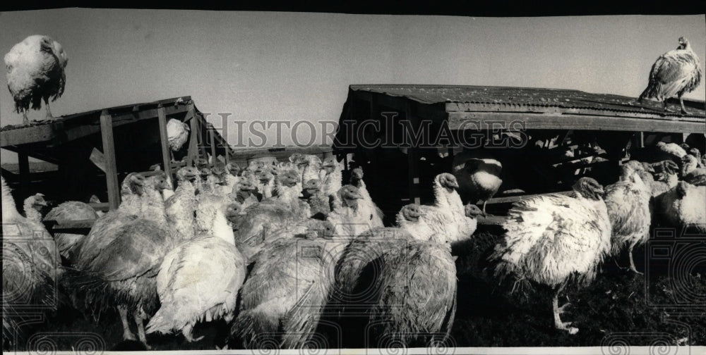 1985 Press Photo Turkeys raised at Kaufmann Farm - RRW69293 - Historic Images