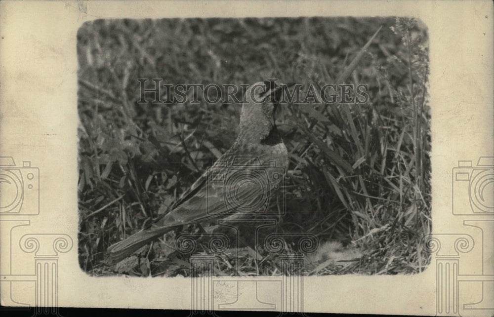 Press Photo Common land bird neatly letter part Mich - RRW69373 - Historic Images