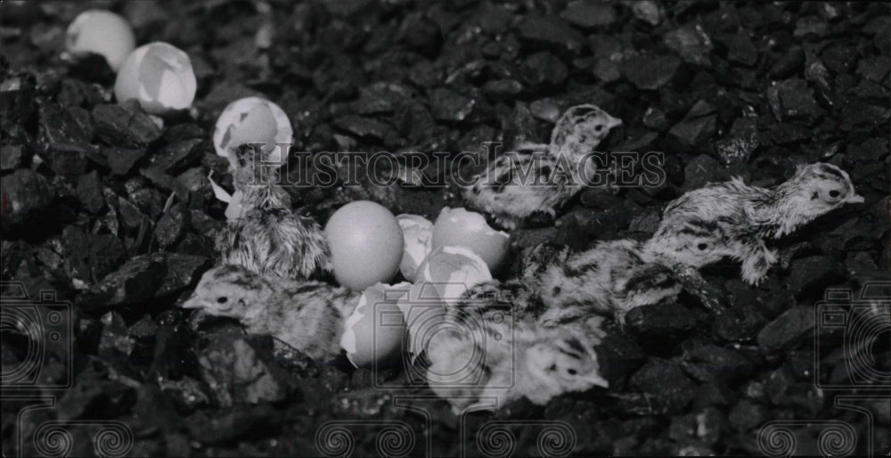 1952 Press Photo Baby pheasants hatched from eggs - RRW69463 - Historic Images