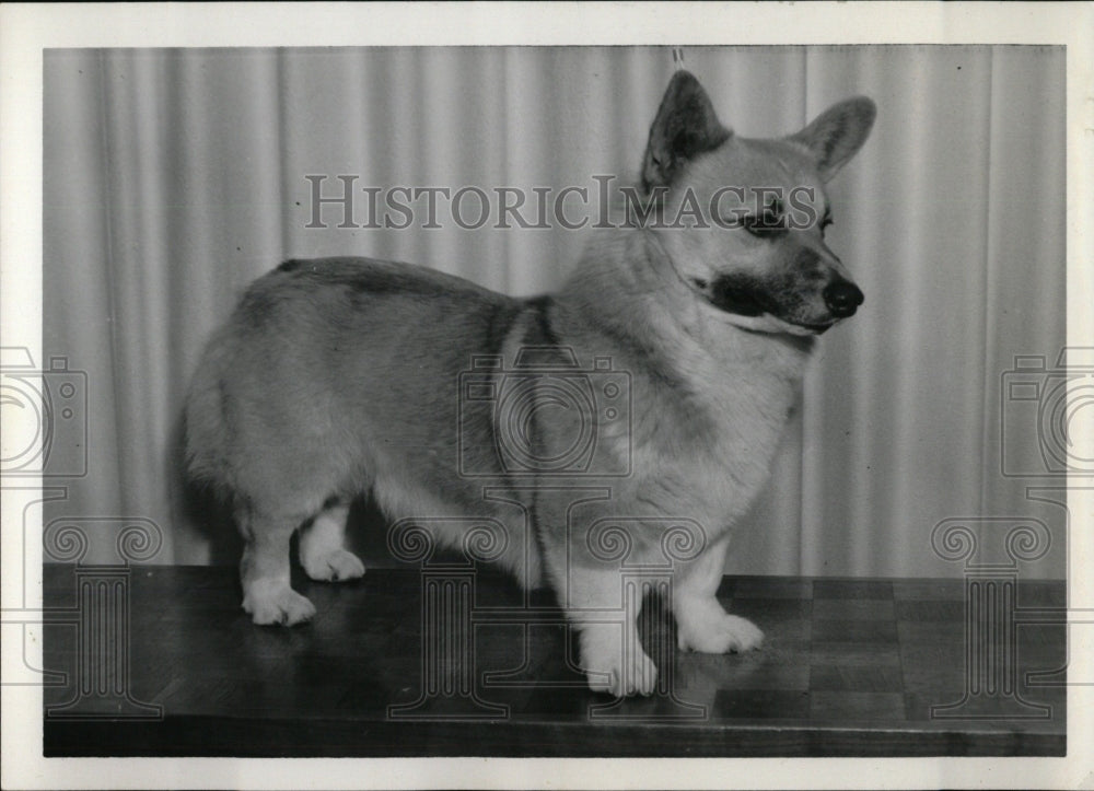 1988 Press Photo Halklaim Butt Does Welch Corgi - RRW69761 - Historic Images