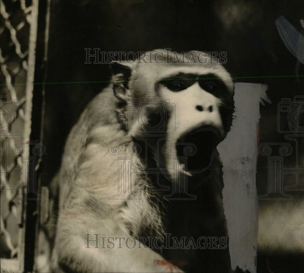 1925 Press Photo Monkey - RRW70057 - Historic Images