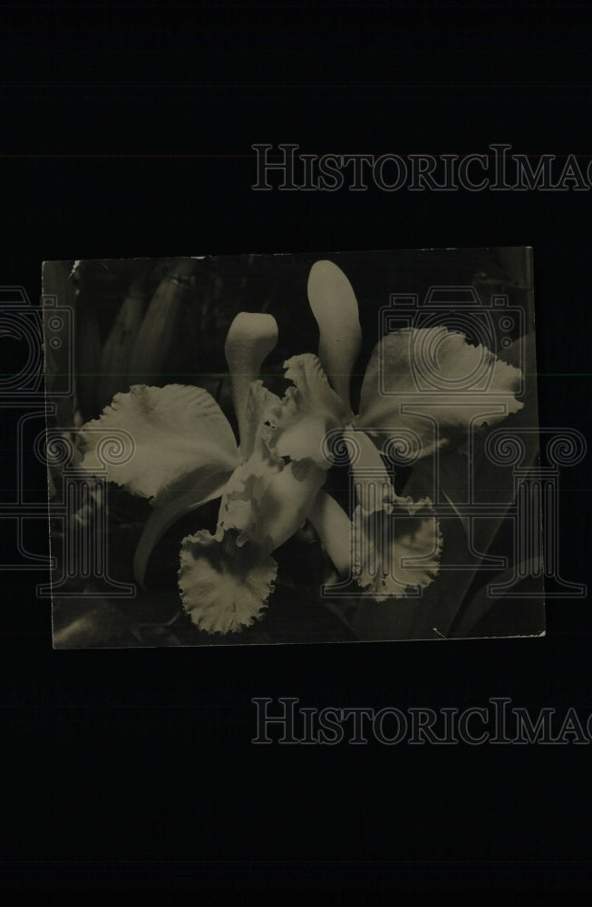 1936 Press Photo Orchids - RRW70133 - Historic Images