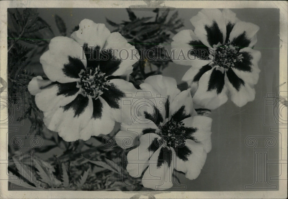 1952 Press Photo Marigold Naughty Marietta - RRW70141 - Historic Images