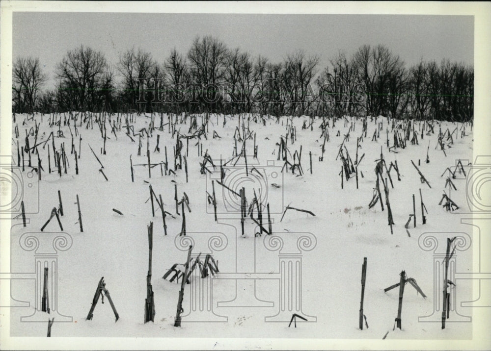 1982 Press Photo Corn Stalks Trees Snow - RRW70231 - Historic Images