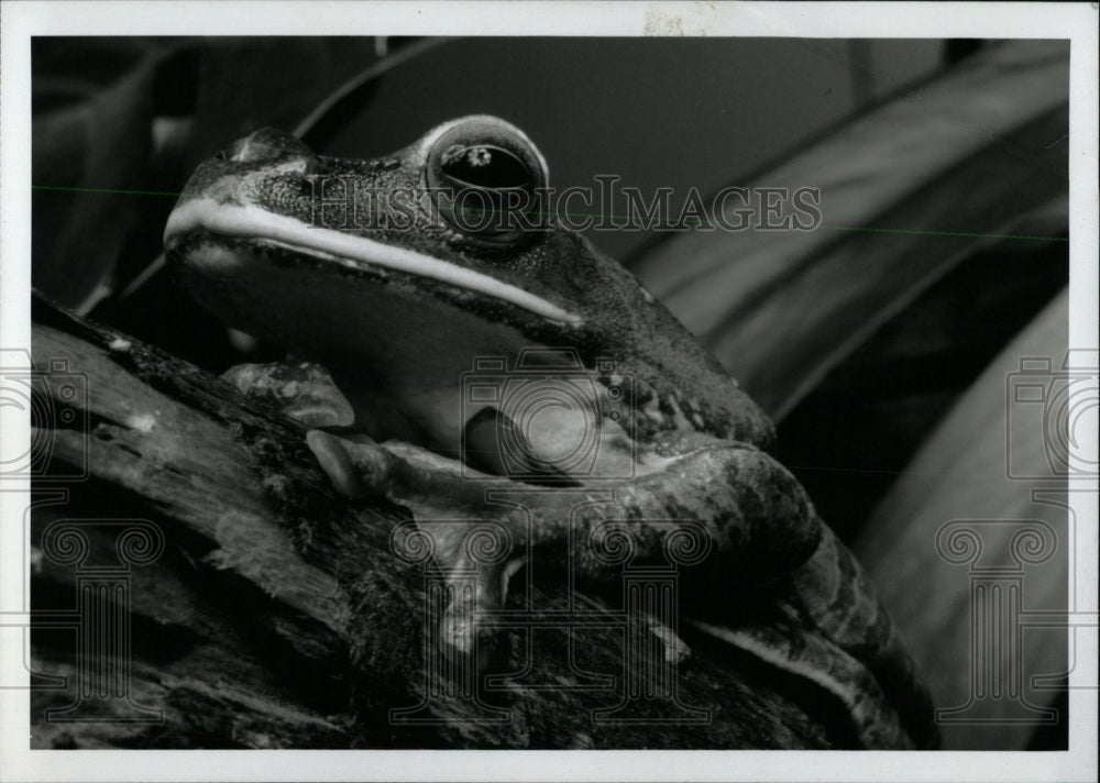 1997 Press Photo Dagger Frog John G. Shedd Aquarium - RRW70295 - Historic Images