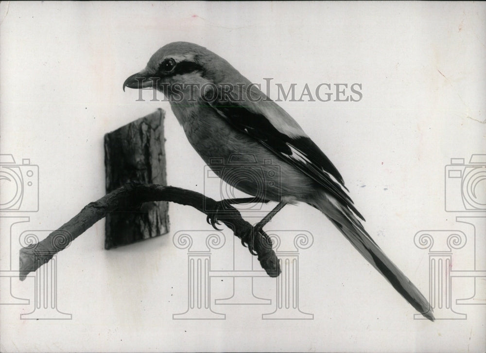 1968 Press Photo Northern Shrike Field Museum Exhibit - RRW70407 - Historic Images