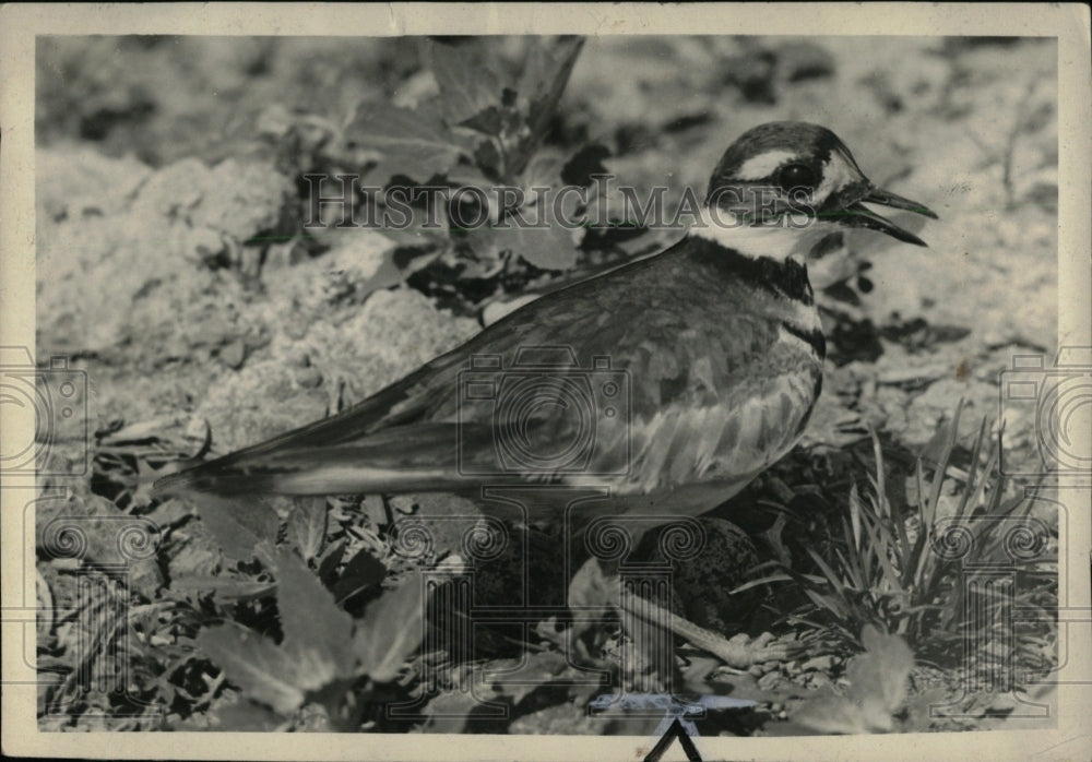 1939 Press Photo Birds in Michigan - RRW70435 - Historic Images