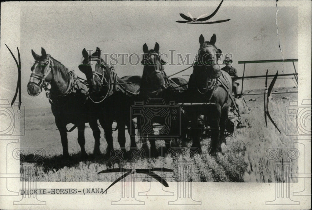 1963 Press Photo Oldest Draft Horse Team - RRW70443 - Historic Images