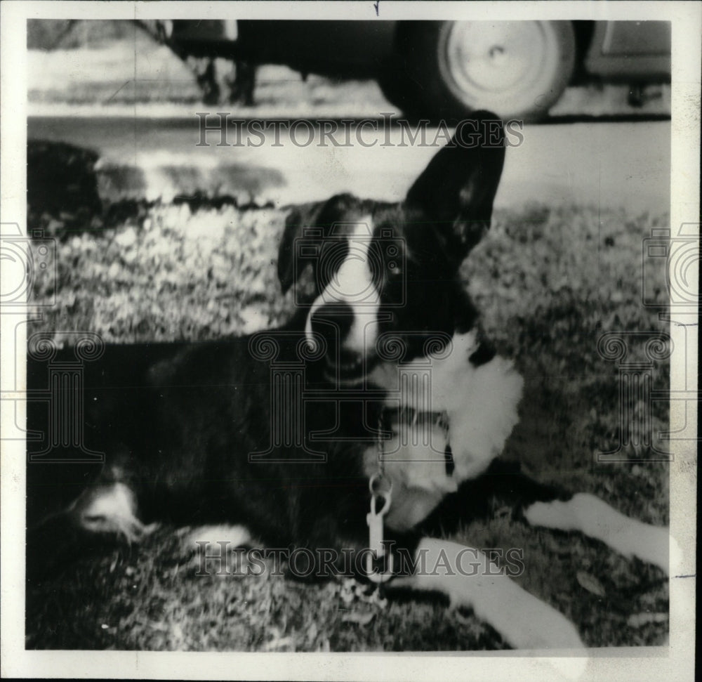 1980 Press Photo Dog Article Mike Royko - RRW70631 - Historic Images