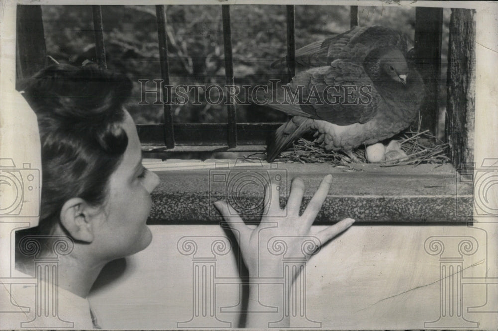 1956 Press Photo Mother pigaon Deacones Hospital Barbar - RRW70657 - Historic Images