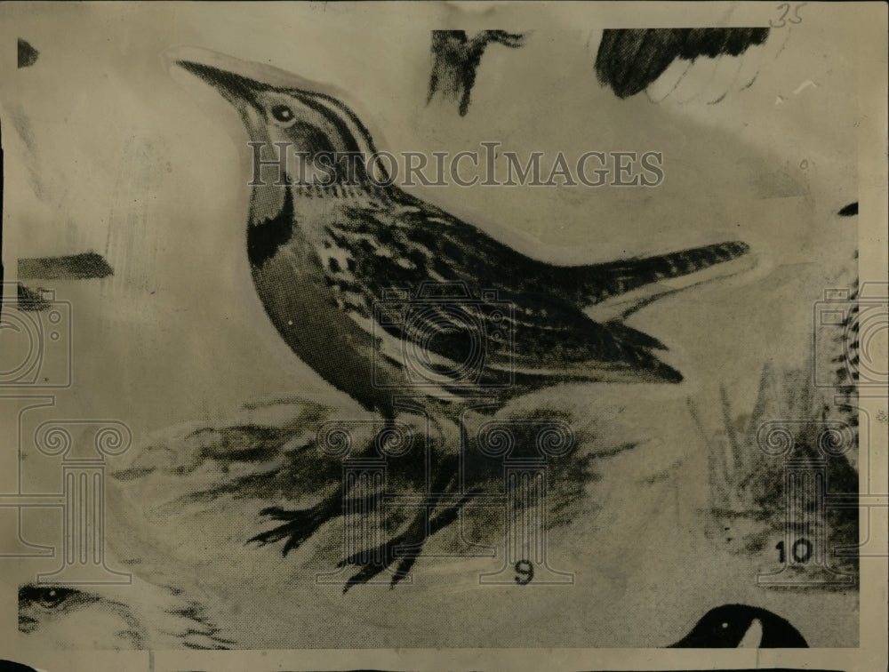 1930 Press Photo Meadowlarks Birds Animals - RRW70661 - Historic Images