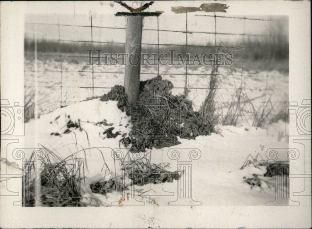 1936 Press Photo Muskrat Home Farmers Fence Post - RRW70911 - Historic Images