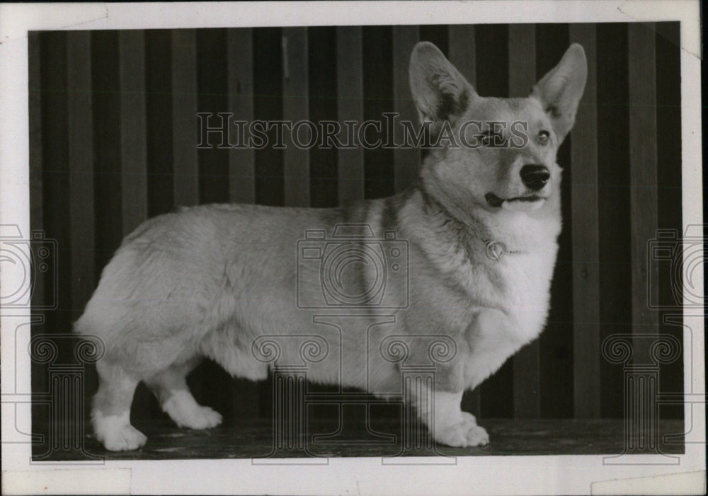 Press Photo Welch Corgi Dog Closeup - RRW70933 - Historic Images