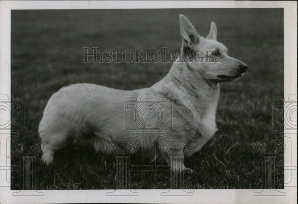 none none Pembroke Welch Corgi - RRW70935 - Historic Images