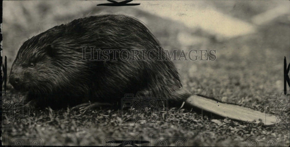 1937 Press Photo Beaver Out In Nature Closeup - RRW70961 - Historic Images