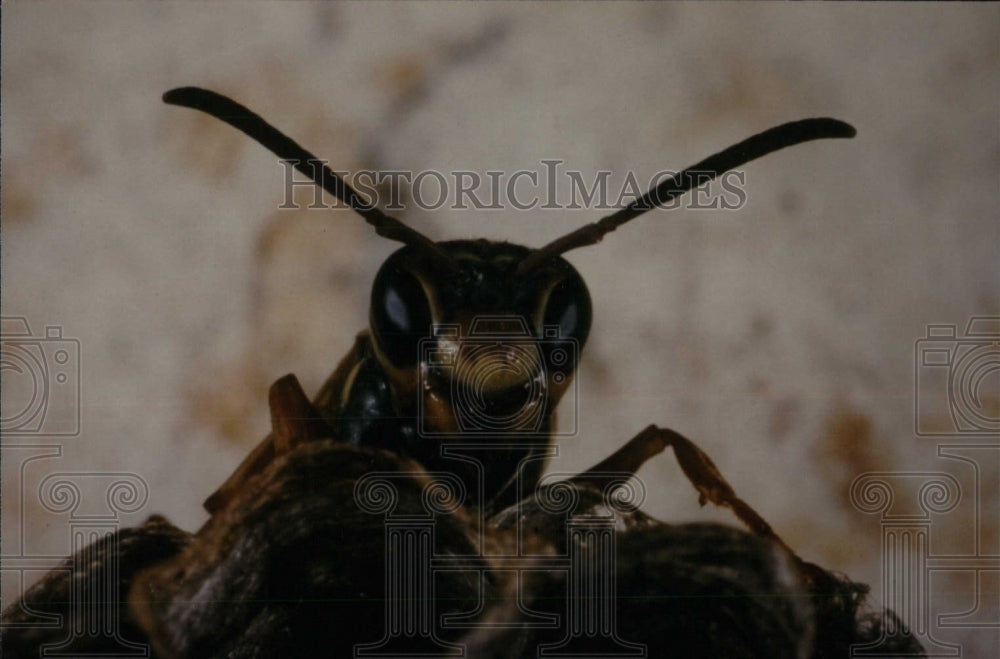 1996 Press Photo Insects, Arachnids at Nature Museum. - RRW71003 - Historic Images