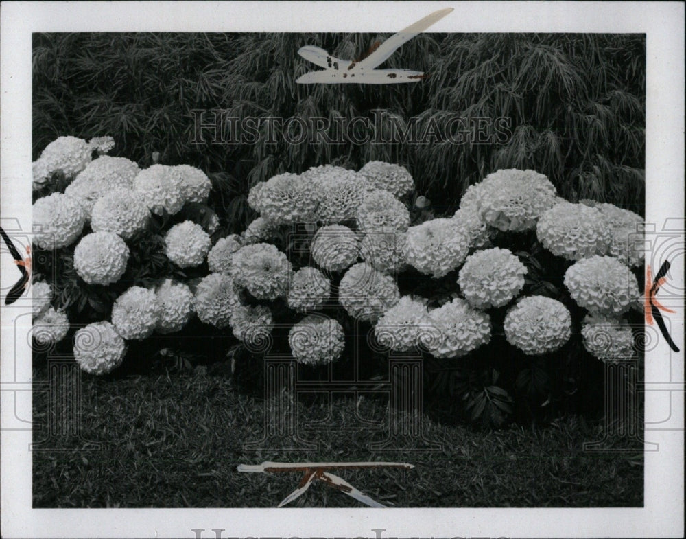 1970 Press Photo Marigold Flowers - RRW71043 - Historic Images