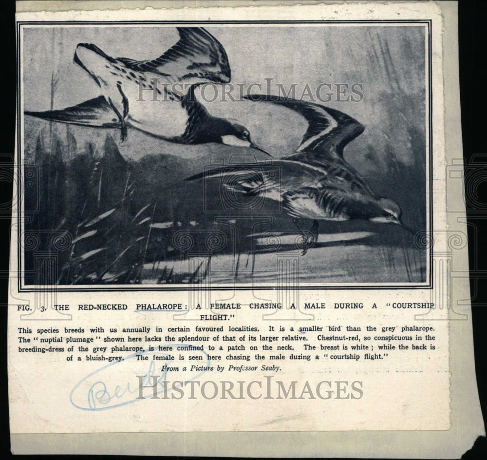 1930 Press Photo Red-Necked Phalarope/Bird - RRW71239 - Historic Images