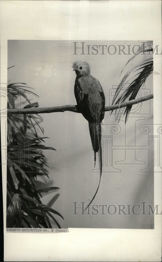 1962 Press Photo Quetzal Bird - RRW71309 - Historic Images