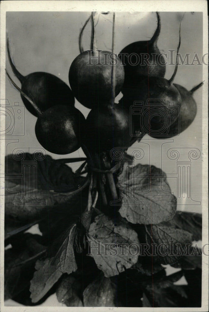 1938 Press Photo Radish plant edible root vegetable - RRW71827 - Historic Images