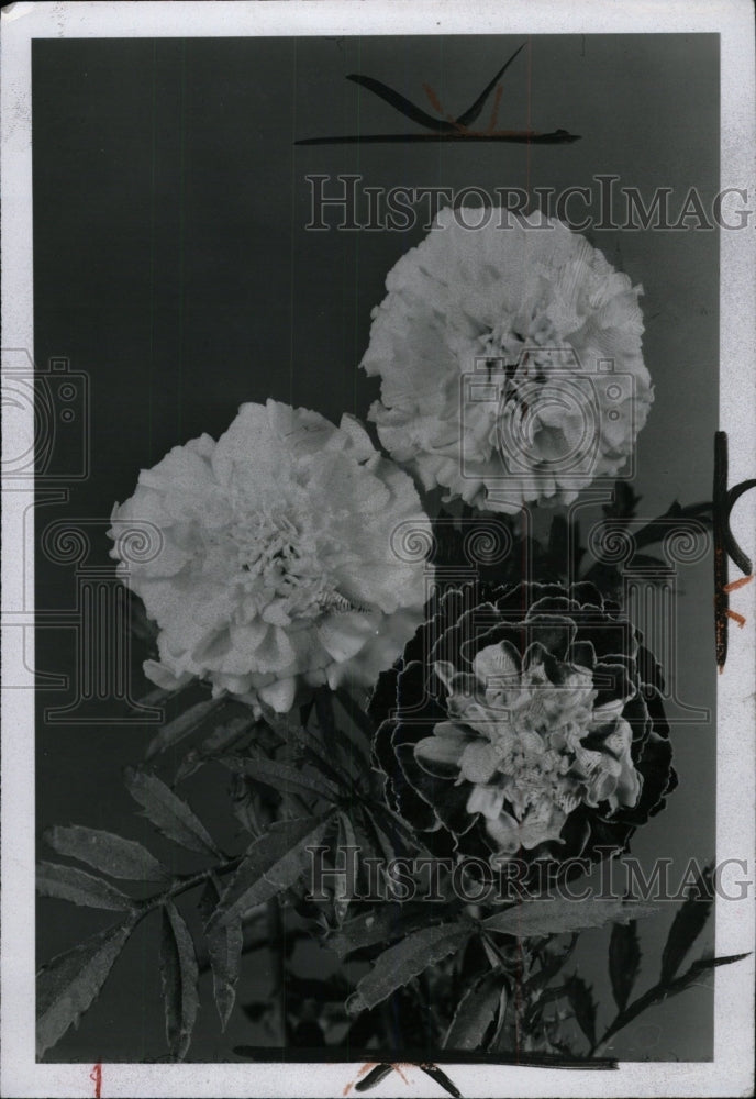 1958 Press Photo Dwarf French Marigold flower tree - RRW72009 - Historic Images