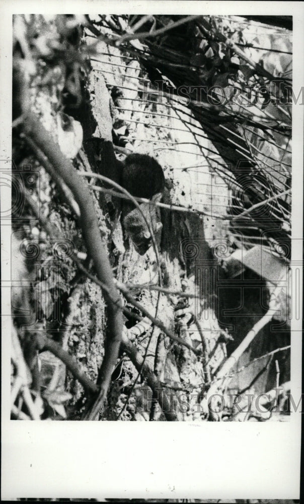 1980 Press Photo Rat Lambardo Picture Roaming Dust Tree - RRW72459 - Historic Images