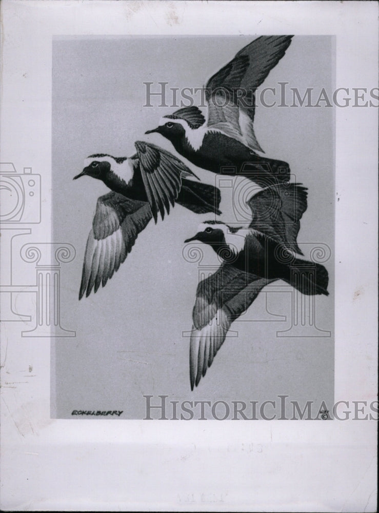 1958 Press Photo Golden Plover bird flying sky Michigan - RRW72513 - Historic Images