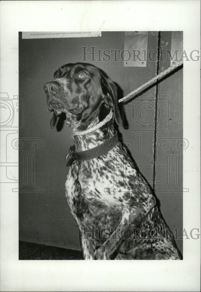 1987 Press Photo Kally Germna Short Haired Pointer - RRW72577 - Historic Images