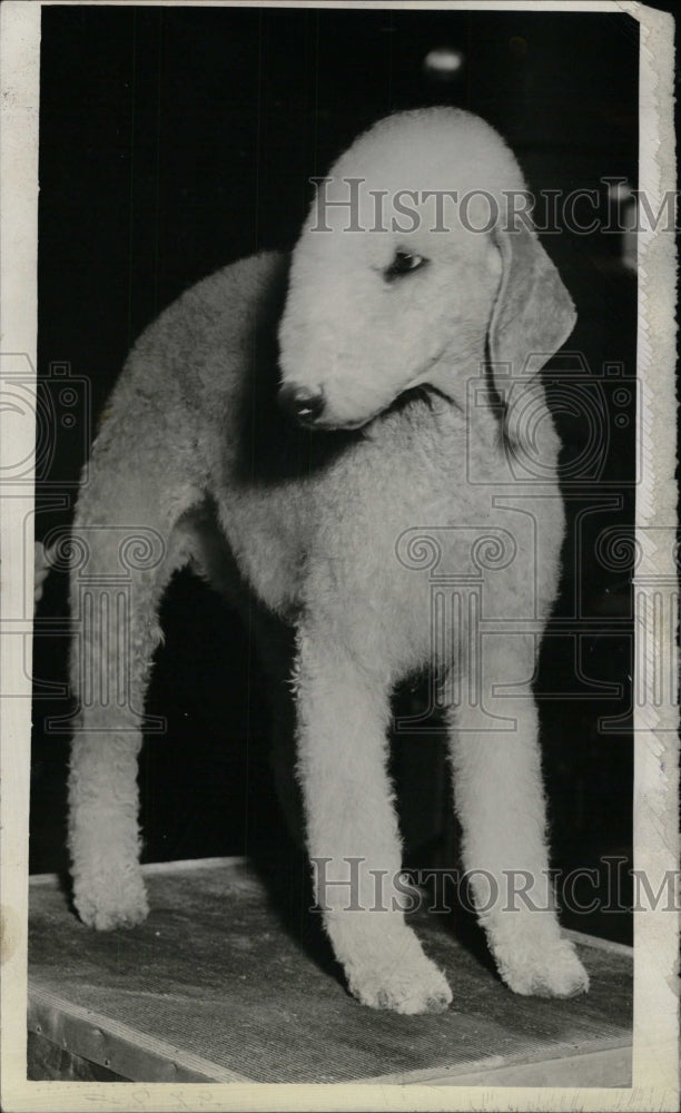 1942 Press Photo Beldington-Terrier Champion - RRW72711 - Historic Images
