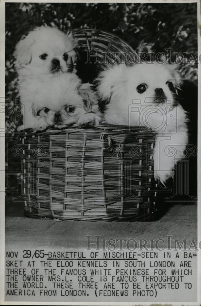 1965 Press Photo Mrs Cole South London Eloo Kennels Dog - RRW72867 - Historic Images