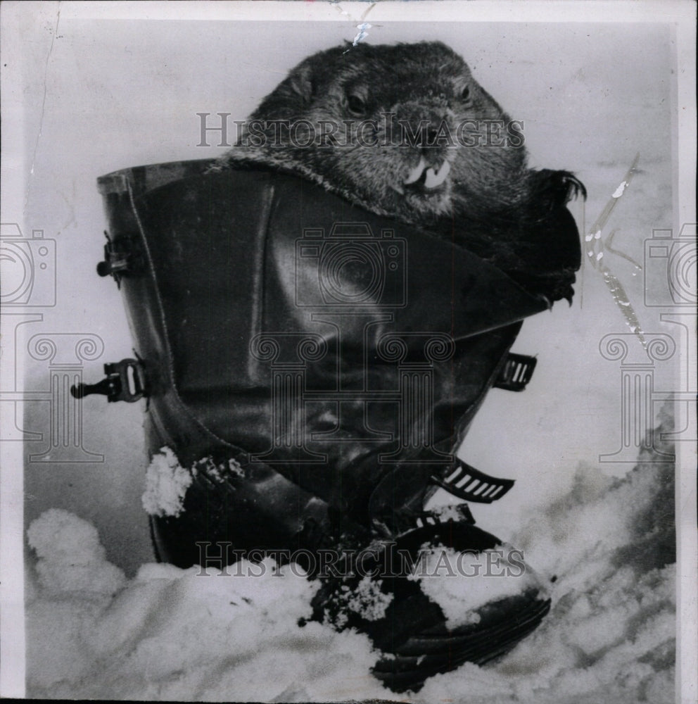 1966 Press Photo Groundhog get woodchucks boot snow - RRW72883 - Historic Images