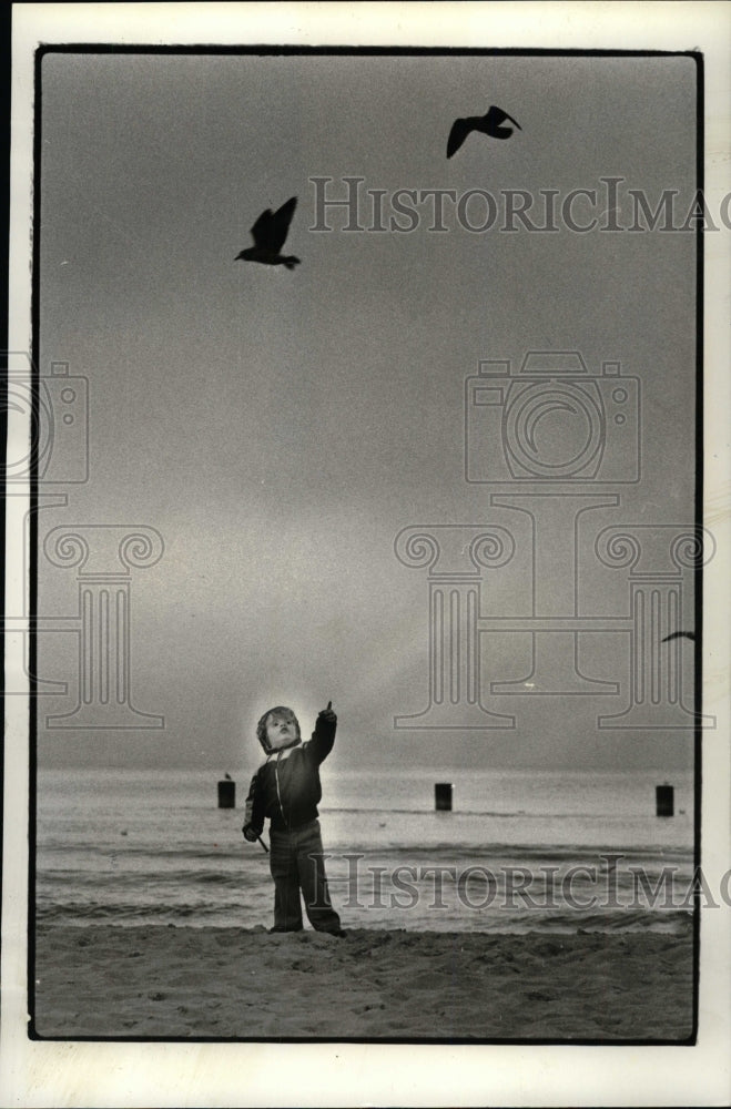 1981 Press Photo Autumn Weather Seagull North Ave Beach - RRW73455 - Historic Images