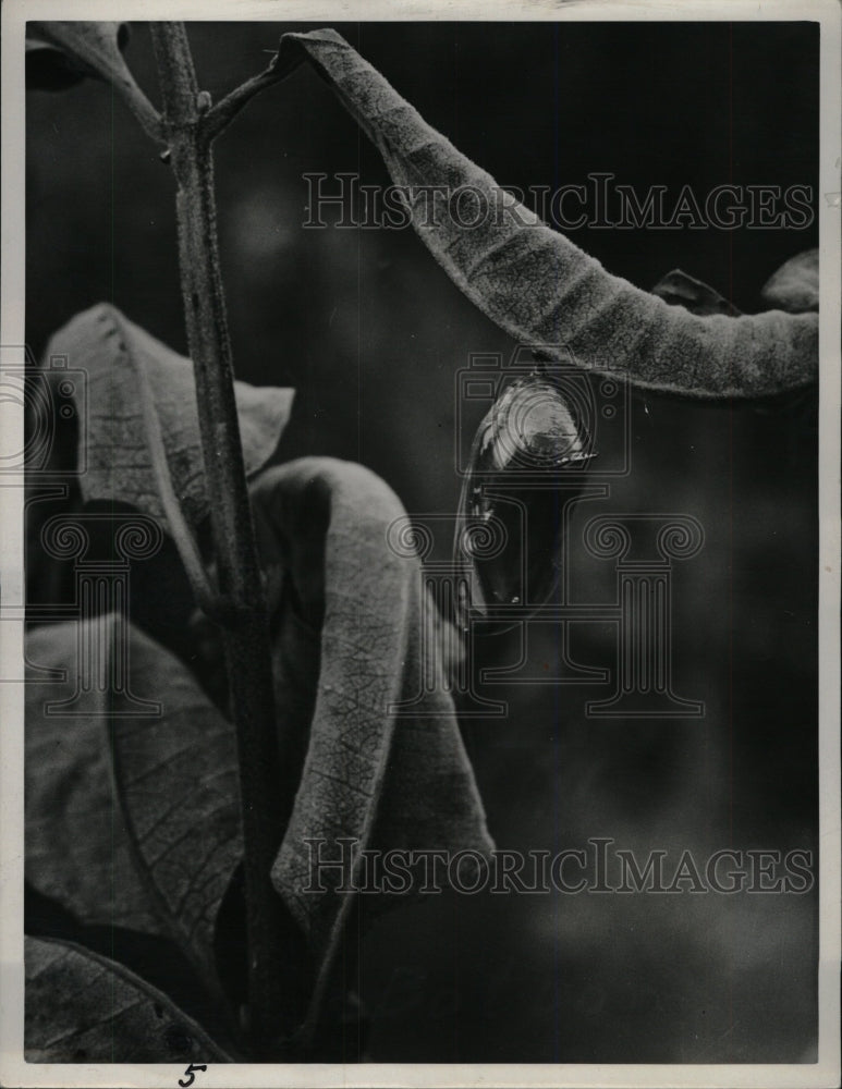 1943 Press Photo Butterfly - RRW74101 - Historic Images