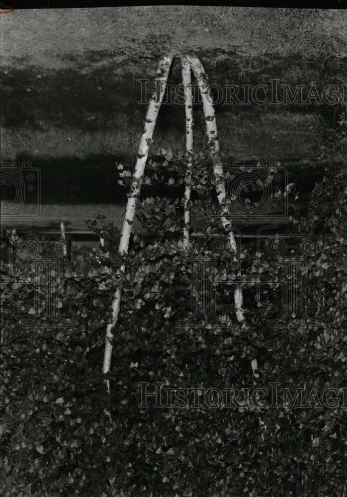 1977 Press Photo Entire Birch Family Clump Trees Cut - RRW74543 - Historic Images