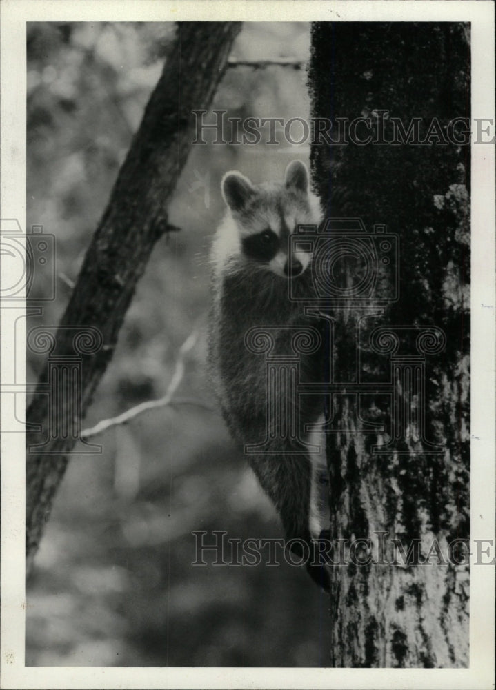 1983 Press Photo Racoons denizens of Wisconsin North - RRW74601 - Historic Images