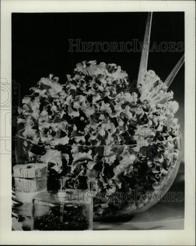 1973 Press Photo Burpee&#39;s Green ice leaf lettuce food - RRW74883 - Historic Images